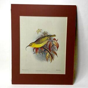 11" x 14" Hemignathus Lucidus Matted Color Print from Book Tropical Yellow Bird